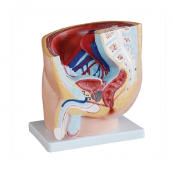 แบบจำลองระบบสืบพันธุ์ชาย