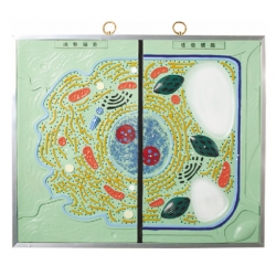 แบบจำลองเปรียบเทียบเซลล์พืช-สัตว์