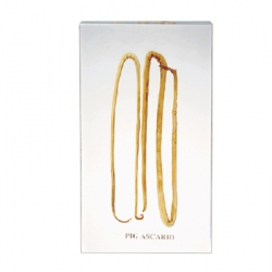 ตัวอย่างพยาธิไส้เดือน ในเรซิ่น