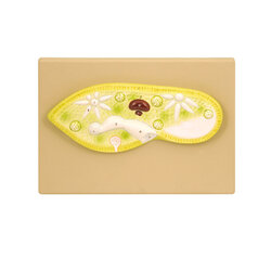 แบบจำลองพารามีเซียม