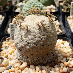 ตัด ยูโฟเบียเกล็ดปลา ลงจากตอ ง่ายมากกก (Euphorbia piscidermis)