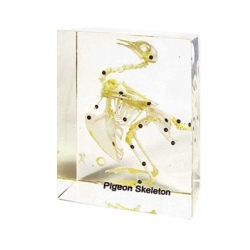 โครงกระดูกนกพิราบ ในเรซิ่น