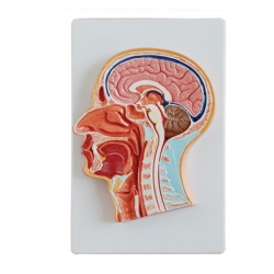 แบบจำลองศีรษะผ่าซีก