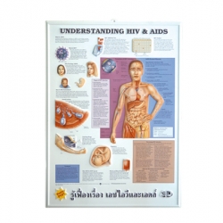 แผ่นภาพนูน 3D เอช ไอ วี และเอดส์ (อังกฤษ)