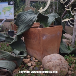 Welwitschia mirabilis หรือที่เราเรียกว่า ต้นปีศาจทะเลทราย