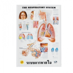 แผ่นภาพนูน 3D ระบบการหายใจ (อังกฤษ)