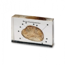 หอยผ่าซีก ในเรซิ่น