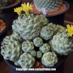 Ortegocactus macdougallii แคคตัสสีฟ้าาา