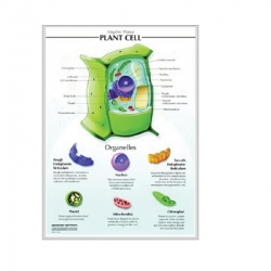 แผ่นภาพนูน 3D เซลล์สัตว์ (ไทย)