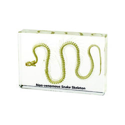 โครงกระดูกงู ในเรซิ่น