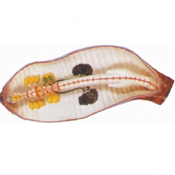 หุ่นจำลองภายในไส้เดือน