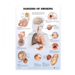 แผ่นภาพนูน 3D อันตรายของบุหรี่ (อังกฤษ)