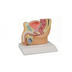 แบบจำลองระบบสืบพันธุ์ชาย (เล็ก)