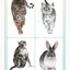(Pre-order) หนังสือวาดภาพสัตว์ด้วยเทคนิคการวาดสไตล์จีน