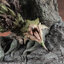 Capcom Figure Builder Creator's Model Monster Hunter Female Fire Wyvern Rathian Ver.2.0 Complete Model(Pre-order)