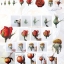 (Pre-order) หนังสือสอนระบายสีน้ำดอกกุหลาบ Huang You Wei's Watercolor Lesson of Rose