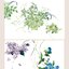 (Pre-order) หนังสือระบายสีน้ำสไตล์ย้อนยุคภาพพืช