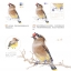 (Pre-order) หนังสือสอนระบายสีไม้ภาพสัตว์น่ารักๆ The colored pencil painting tutorial of adorable animals