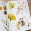(พรีออเดอร์-Clearance Sale) หนังสือสอนระบายสีน้ำ 4 ฤดู เล่ม 2 วิธีระบายสีดอกไม้ พืชพรรณ