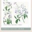 (Pre-order) หนังสือระบายสีน้ำสไตล์ย้อนยุคภาพพืช