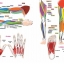 (Pre-order) หนังสือสอนวาดการ์ตูนมังงะส่วนมือและขา Hands & Legs