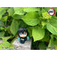 LookUp Demon Slayer: Kimetsu no Yaiba Muichiro Tokito Complete Figure(Pre-order)