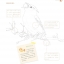 (Pre-order) หนังสือสอนระบายสีไม้ภาพสัตว์น่ารักๆ The colored pencil painting tutorial of adorable animals
