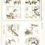 (Pre-order) หนังสือ Manual of the Mustard Seed Garden : แมลง ดอกไม้ และนก