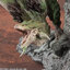 Capcom Figure Builder Creator's Model Monster Hunter Female Fire Wyvern Rathian Ver.2.0 Complete Model(Pre-order)