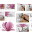 (Pre-order) หนังสือสอนระบายสีไม้ภาพดอกไม้ PAINTING WITH COLORED PENCIL