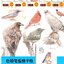 (Pre-order) หนังสือระบายสีไม้ "ภาพนก"