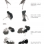 (Pre-order) หนังสือสอนวาดภาพสไตล์จีนภาพดอกบัว