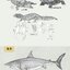 (ลดราคา-มีรอยจากการขนส่ง) หนังสือตัวอย่างภาพสเก็ตช์รูปสัตว์