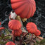 [Bonus] Mushroom Girls Series No.6 Marasmius Haematocephalus 1/1 Complete Figure(Pre-order)