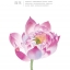 (พรีออเดอร์-Clearance Sale) Utopia in Watercolour : Lu He's Personal Portfolio