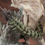 Capcom Figure Builder Creator's Model Monster Hunter Female Fire Wyvern Rathian Ver.2.0 Complete Model(Pre-order)