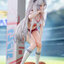 Azur Lane Prinz Eugen Brilliant Touchdown Ver. 1/6 Complete Figure(Pre-order)