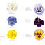 (Pre-order) หนังสือภาพระบายสีน้ำ Le jardin de Claude Monet à Giverny