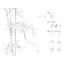 (Pre-order) หนังสือสอนสเก็ตช์ภาพลายเส้นสีขาว-ดำ ภาพดอกไม้ Sketching & Coloring of Flowers