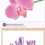 (Pre-order) หนังสือสอนระบายสีไม้ภาพดอกไม้