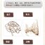 (Pre-order) หนังสือเทคนิควาดภาพ THE FOREST OF MEMORY