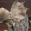 Capcom Figure Builder Creator's Model Monster Hunter Female Fire Wyvern Rathian Ver.2.0 Complete Model(Pre-order)