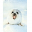 (พรีออเดอร์-Clearance sale) หนังสือสอนระบายสีน้ำ สัตว์โลกน่ารัก Cute animals Let's start painting